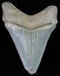 Juvenile Megalodon Tooth - Serrated Blade #61904-1
